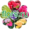 Flors.ru Логотип(logo)