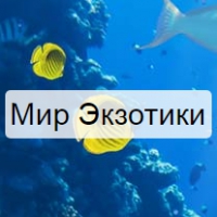 Интернет-магазин Мир Экзотики Логотип(logo)